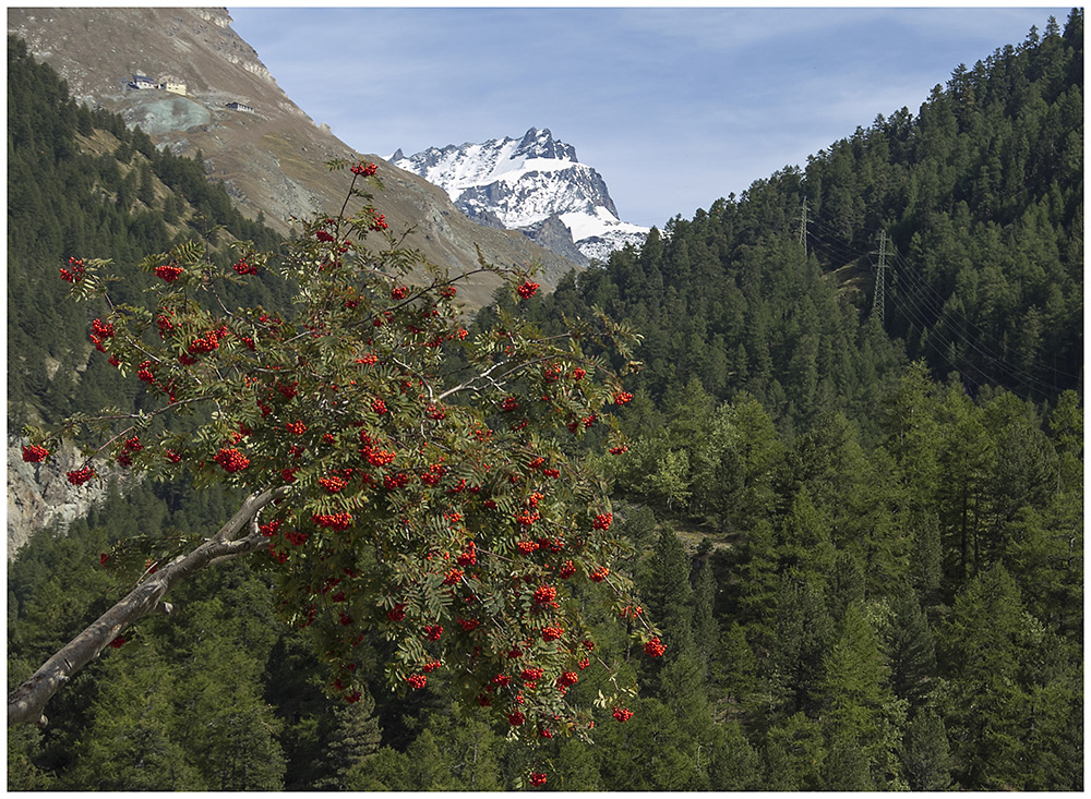 Vogelbeeren.......