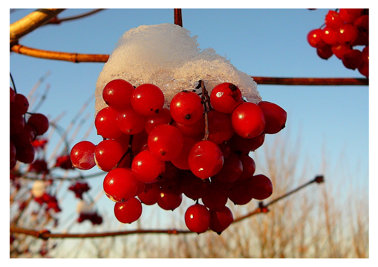 Vogelbeeren