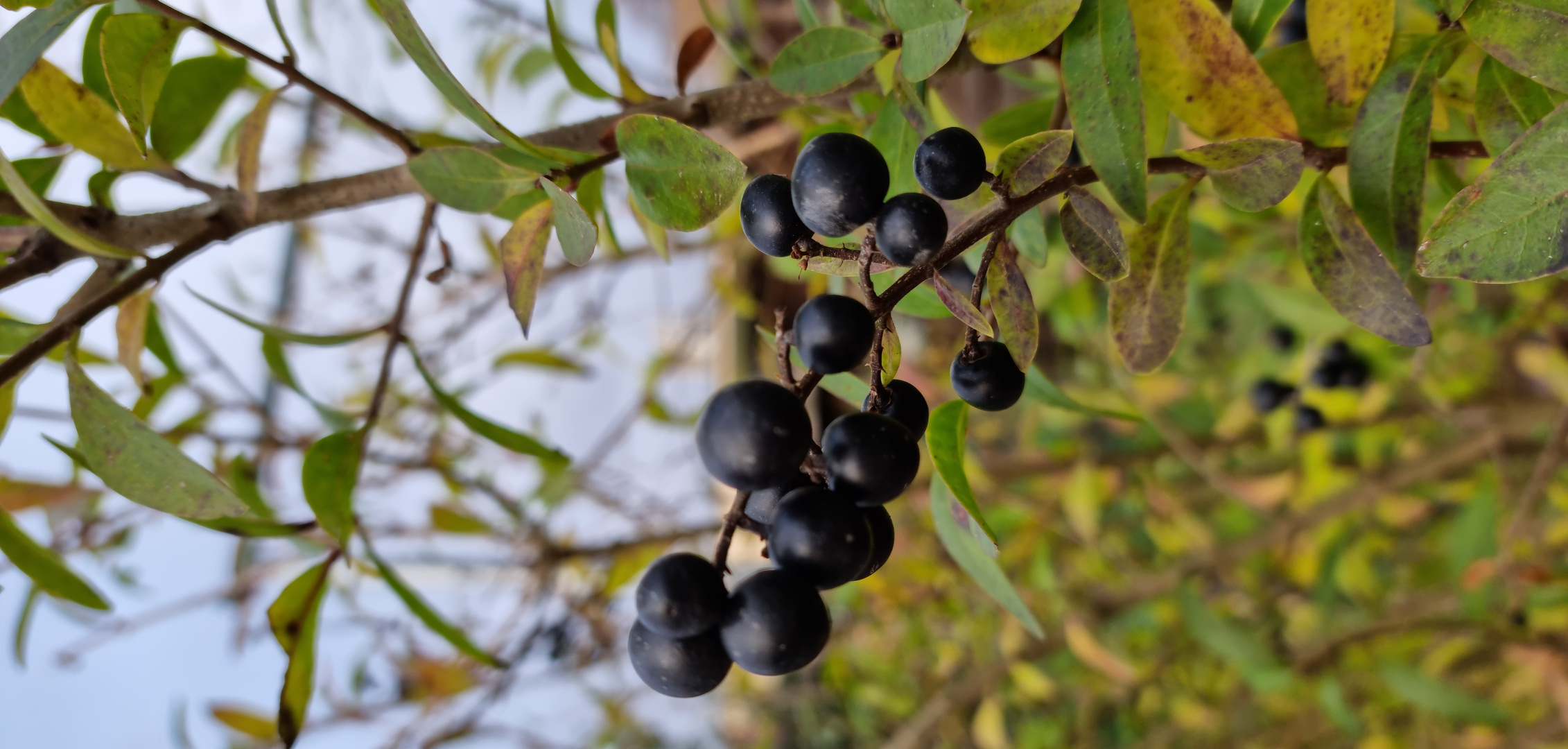 Vogelbeeren