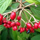 Vogelbeeren