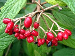 Vogelbeeren