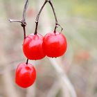 Vogelbeeren