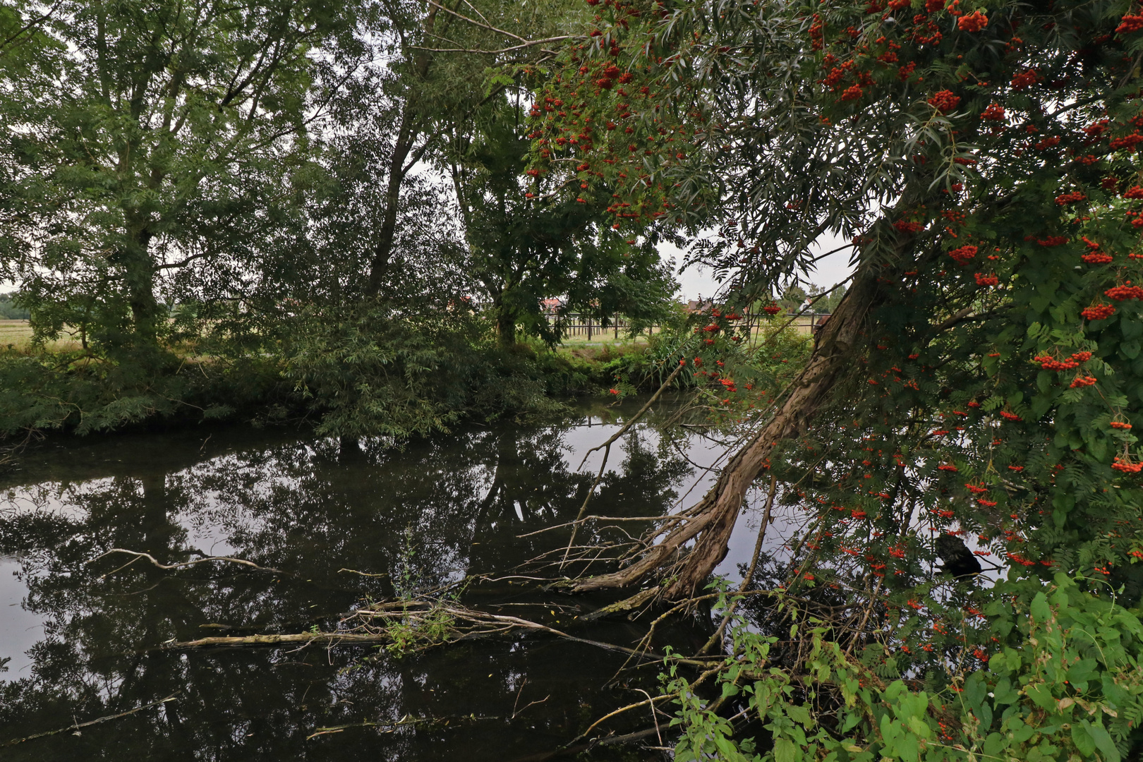 Vogelbeeren