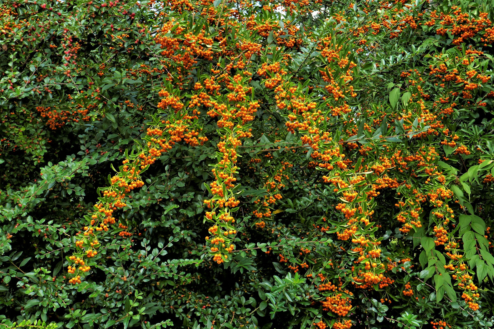 Vogelbeeren-Dreizack