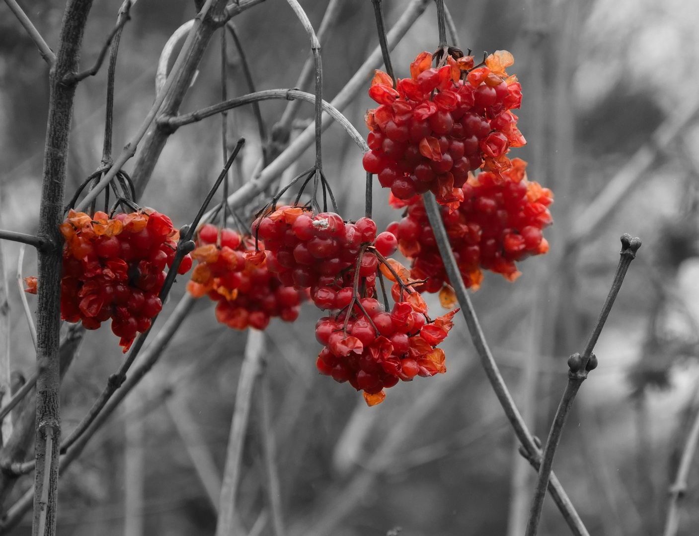 Vogelbeeren