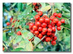 Vogelbeeren