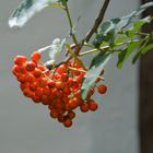 Vogelbeeren