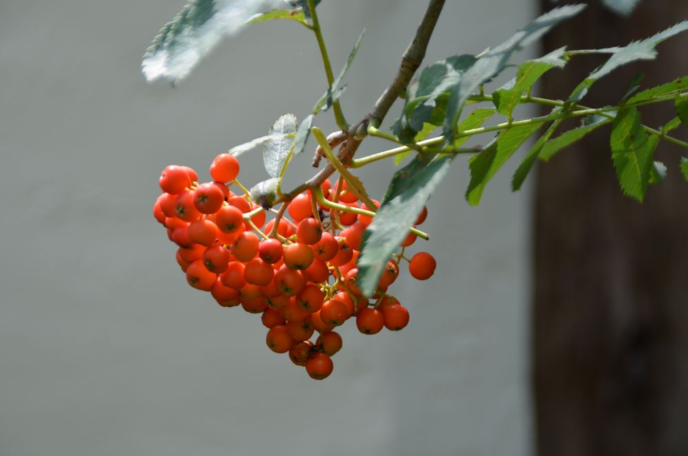 Vogelbeeren