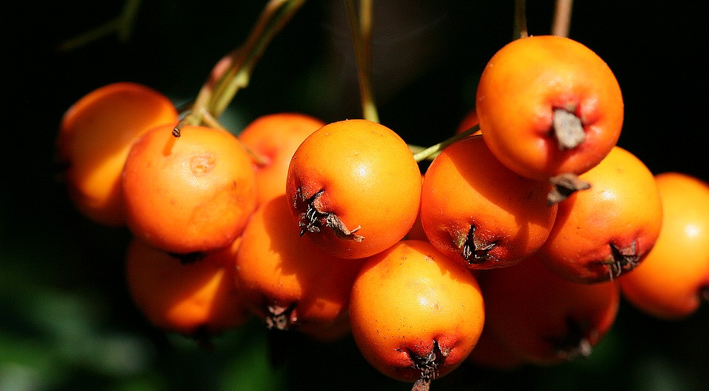 Vogelbeeren