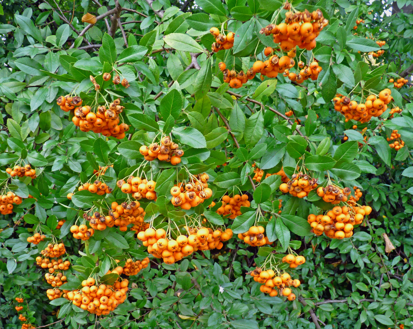 Vogelbeeren