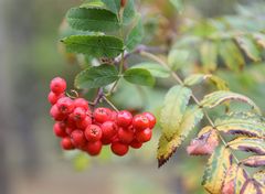 Vogelbeeren ,Eberesche