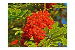 Vogelbeeren (Eberesche)