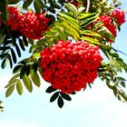 vogelbeeren (eberesche) daraus wird schnaps gebrannt...