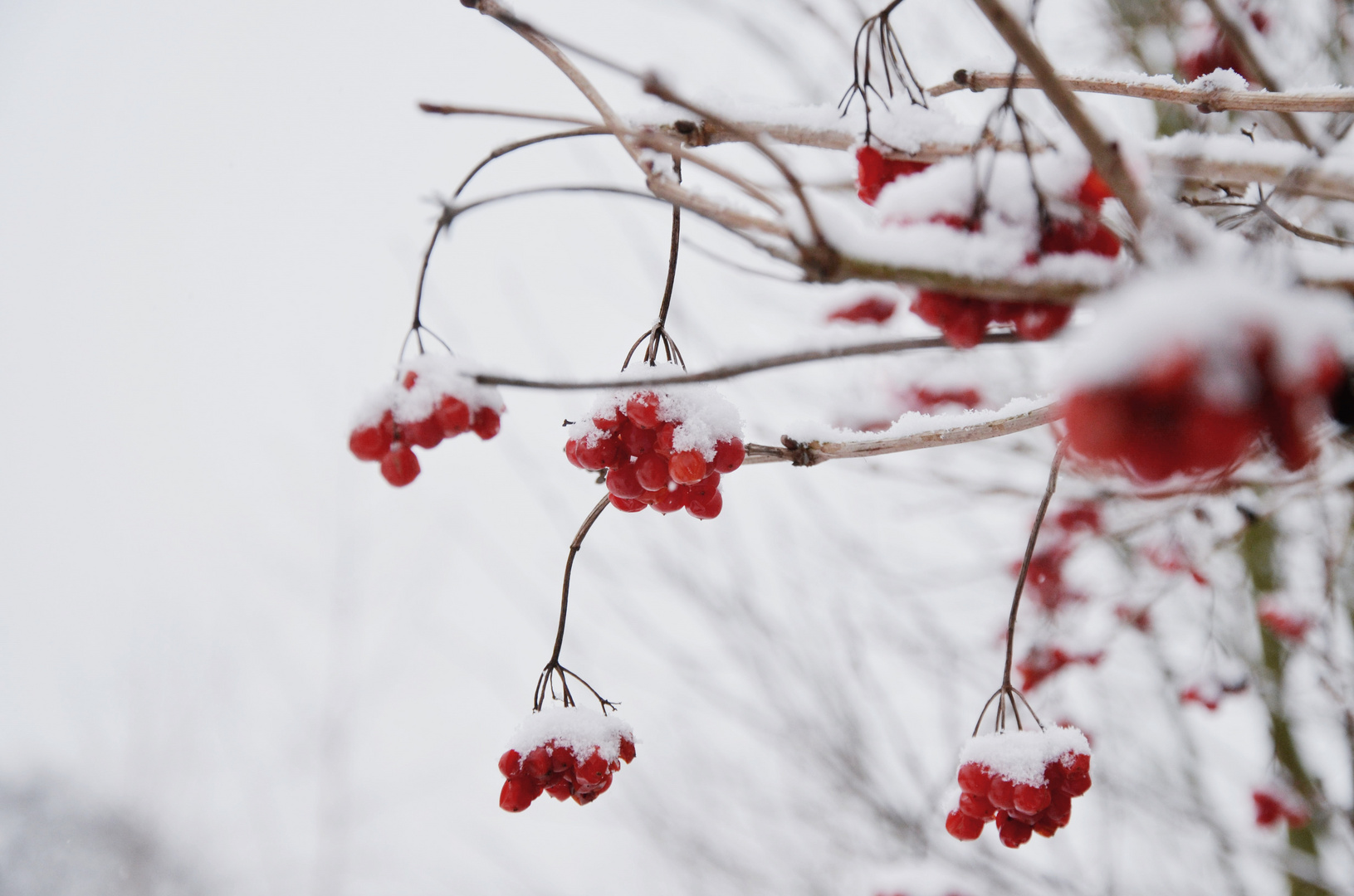 Vogelbeeren .... erster Schnee