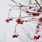 Vogelbeeren .... erster Schnee