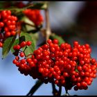 Vogelbeeren