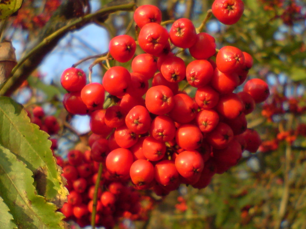 Vogelbeeren