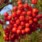 Vogelbeeren