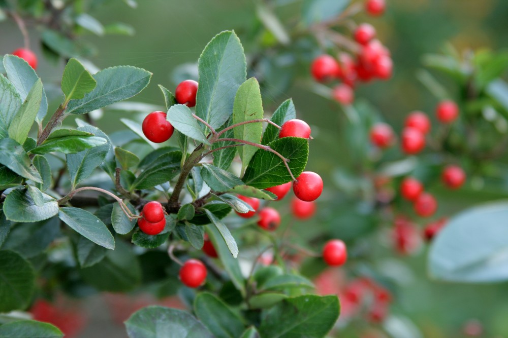 Vogelbeeren