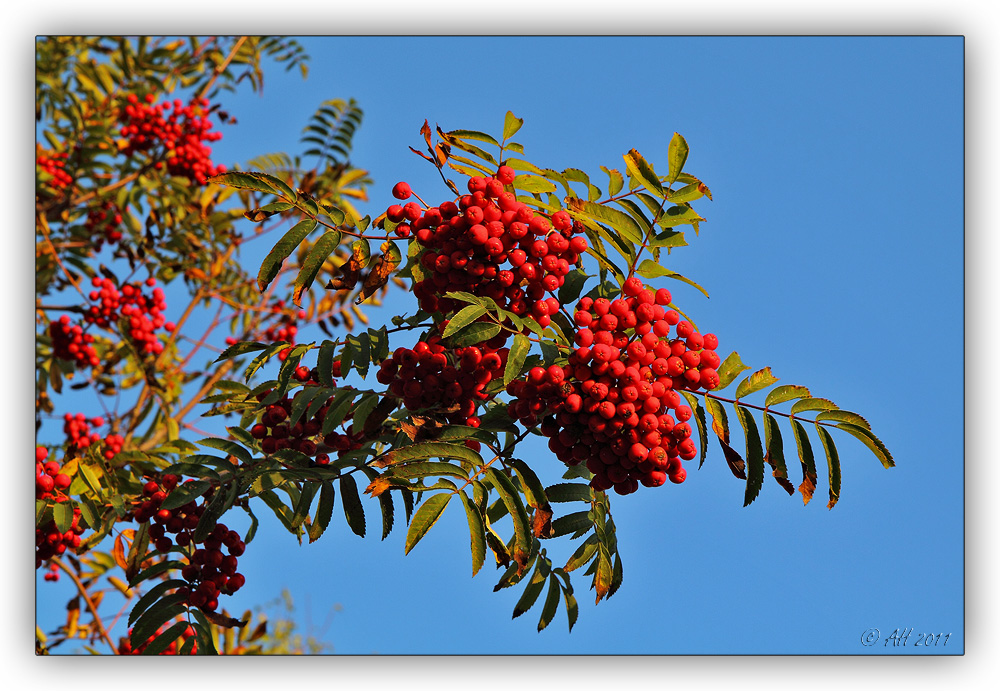 Vogelbeeren