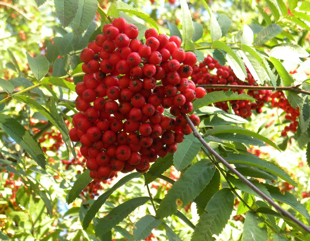 Vogelbeeren