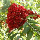 Vogelbeeren