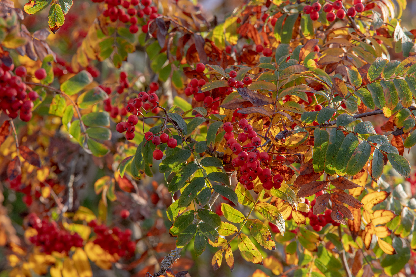 Vogelbeeren im Herbstlicht