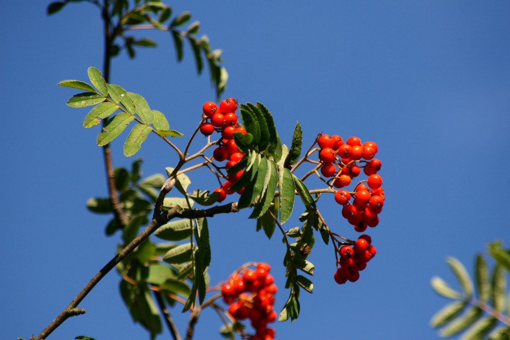 Vogelbeeren im Himmel