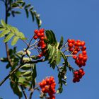 Vogelbeeren im Himmel