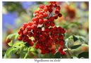 Vogelbeeren im Licht di Thomas Leib 