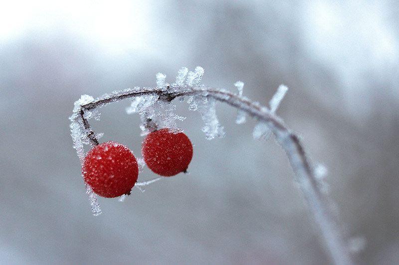 Vogelbeeren im Raureif