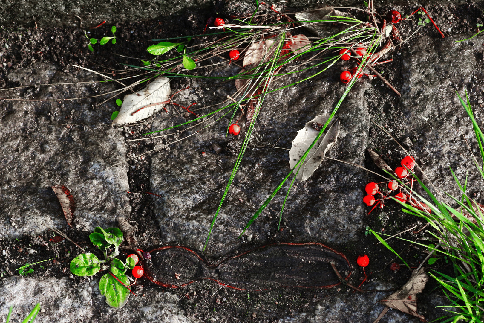 Vogelbeeren im Rinnstein