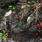 Vogelbeeren im Rinnstein