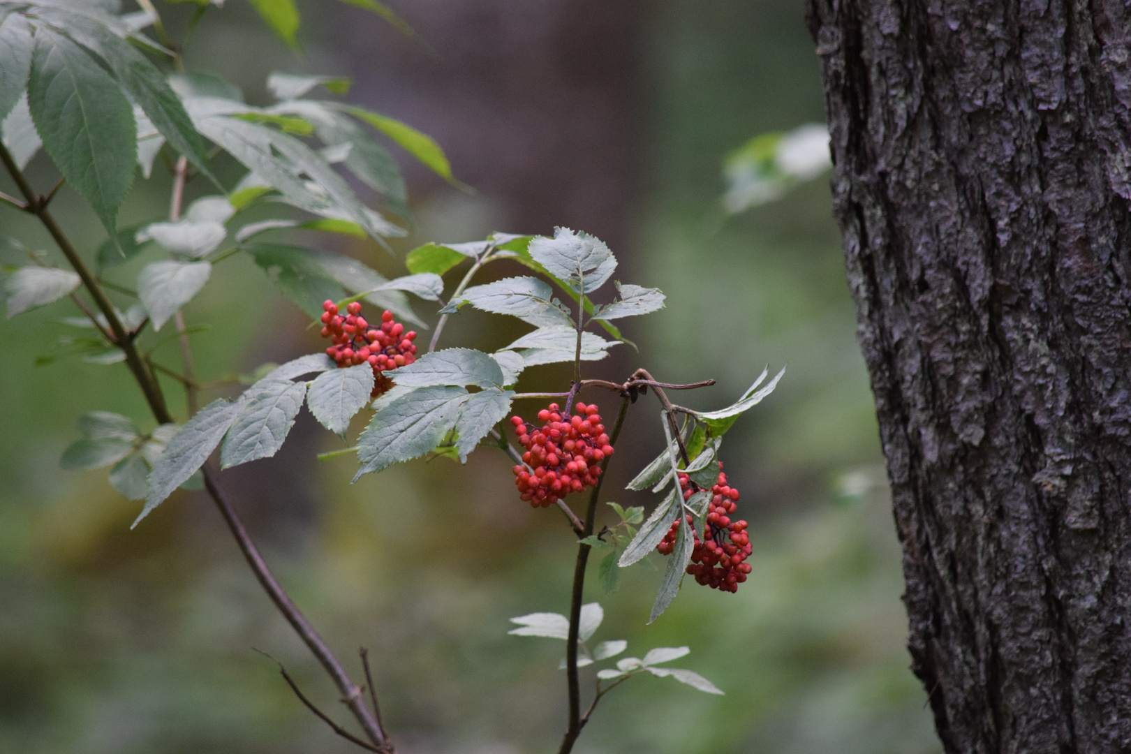 Vogelbeeren im Wald