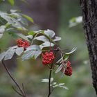 Vogelbeeren im Wald