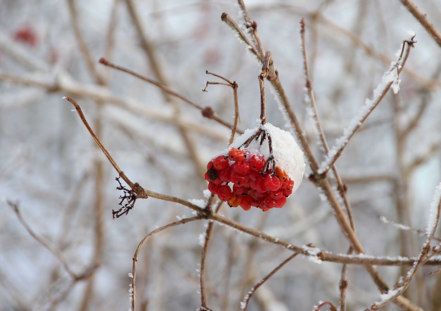 Vogelbeeren im Winterkleid