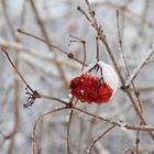 Vogelbeeren im Winterkleid