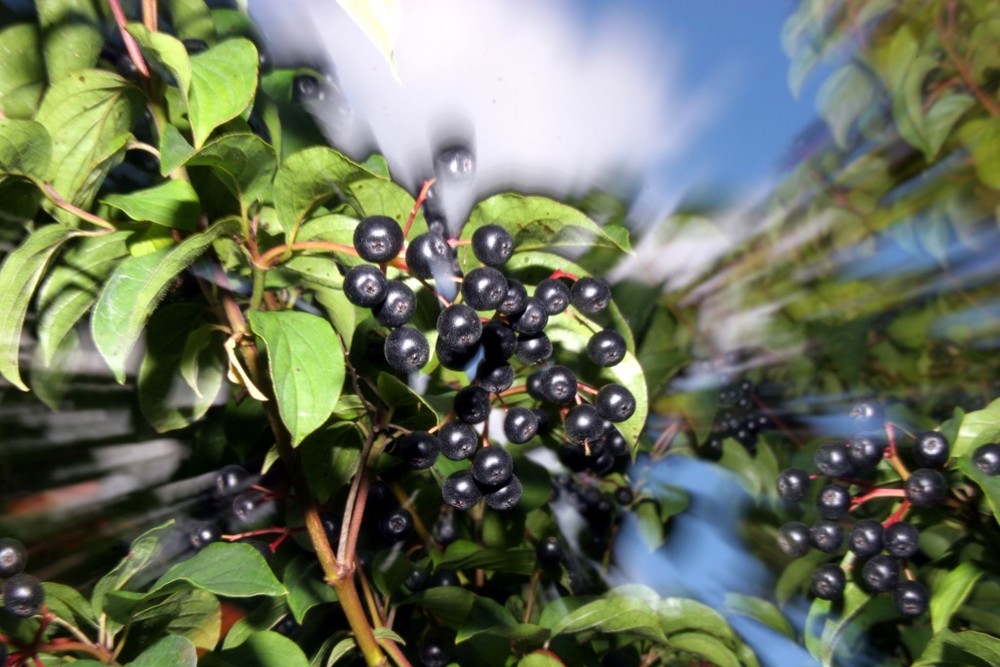 Vogelbeeren mal anders