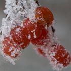 Vogelbeeren mit Eismantel