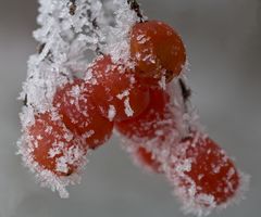 Vogelbeeren mit Eismantel