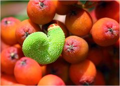 Vogelbeeren mit Raupe