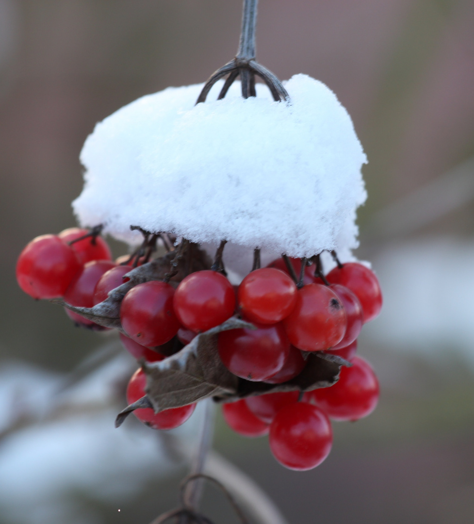 Vogelbeeren mit Schnee