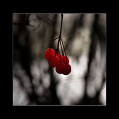 Vogelbeeren mittig