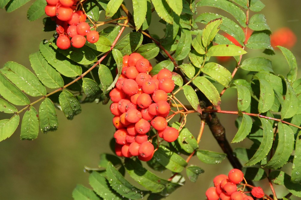 Vogelbeeren nach dem Regen