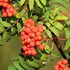 Vogelbeeren nach dem Regen