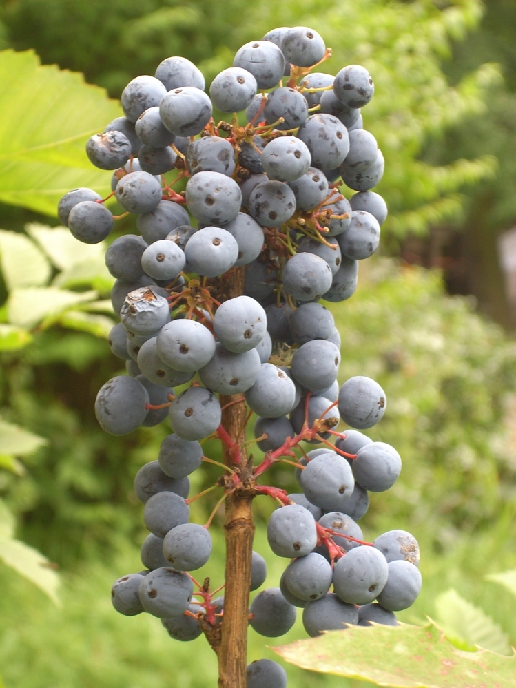 Vogelbeeren Nahaufnahme