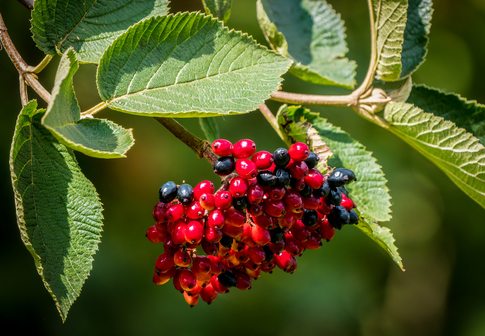 "VOGELBEEREN" - richtig oder falsch?