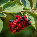 "VOGELBEEREN" - richtig oder falsch?