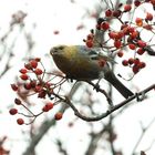 Vogelbeeren schmecken gut!