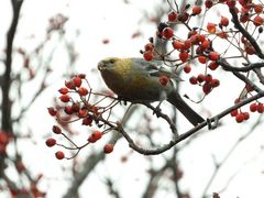 Vogelbeeren schmecken gut!